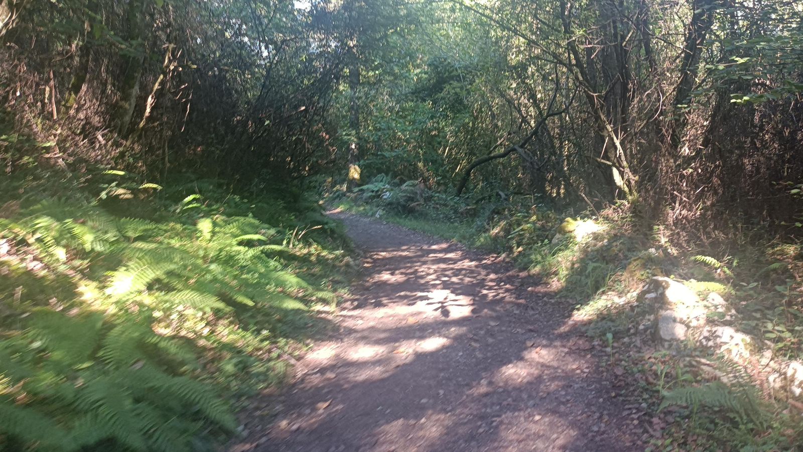 Tras Gallegos, nos internamos en un denso bosque.