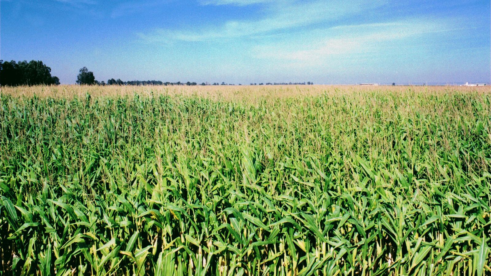 Plantaciones de maíz