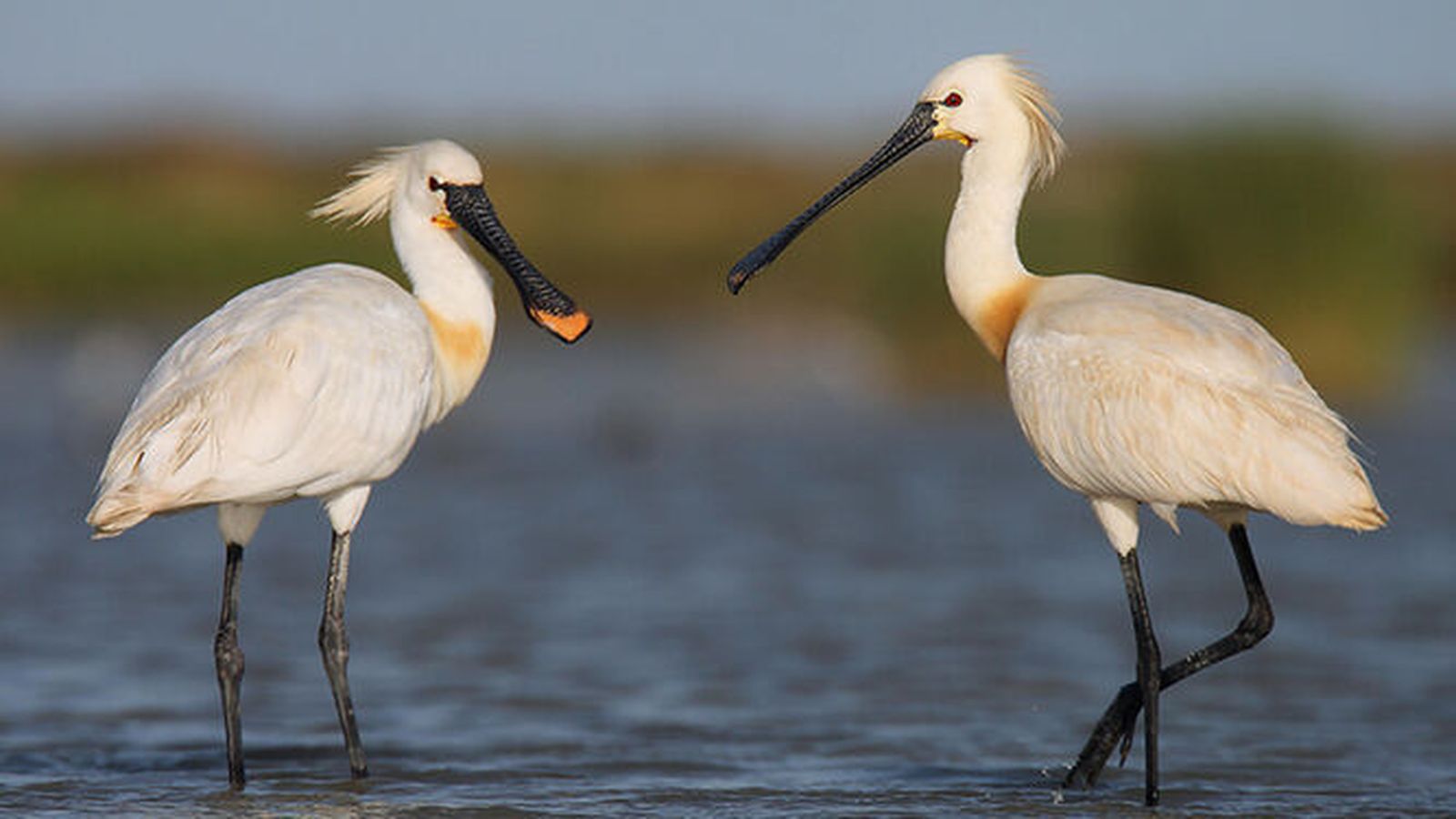 Dos aves espátulas sobre una balsa de cultivo.