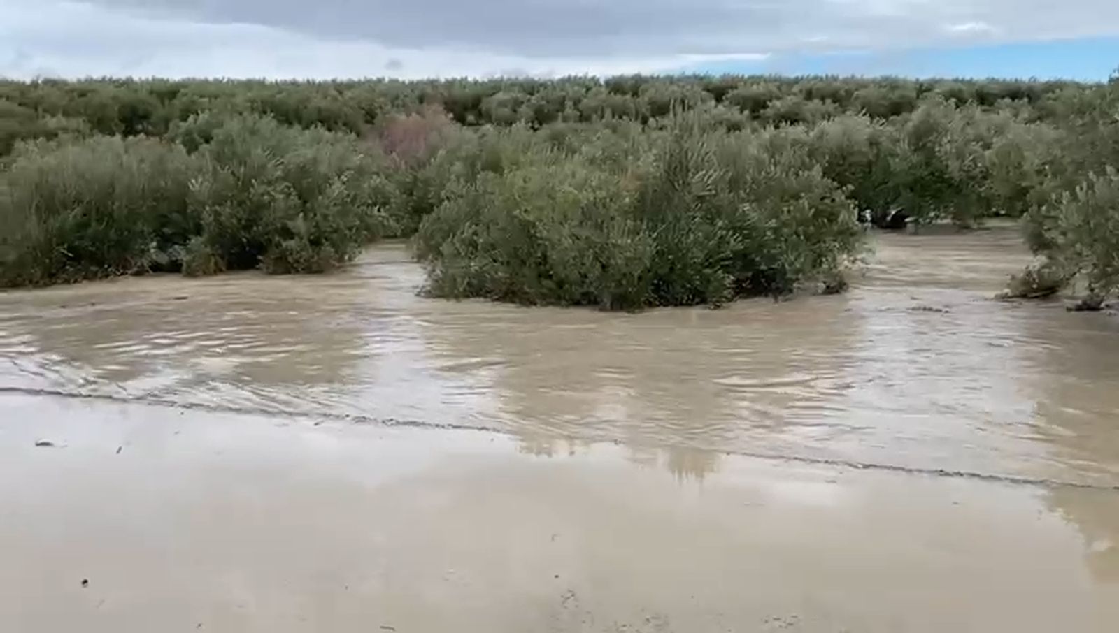 Olivares anegados por la borrasca Kristin en Baena