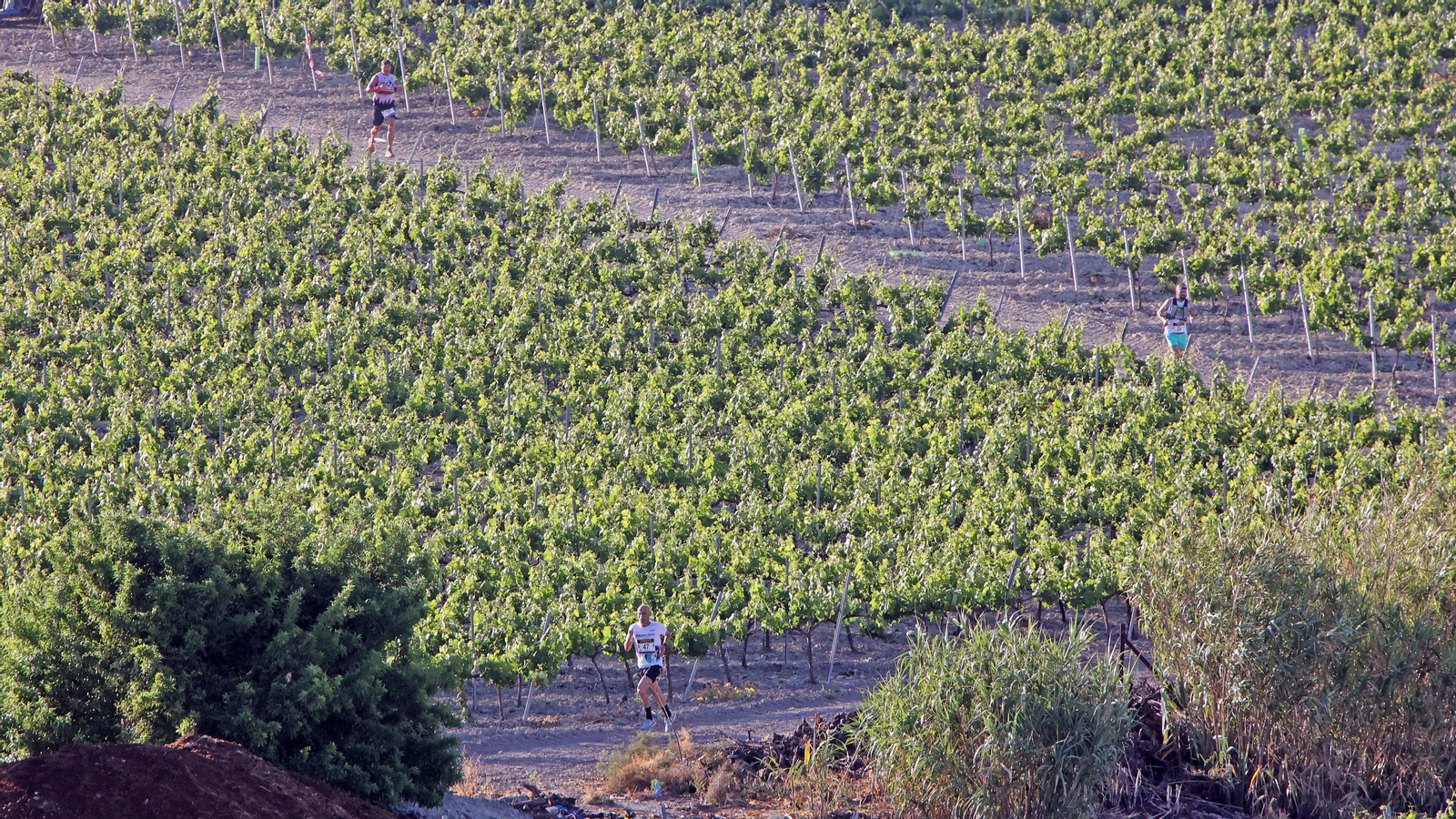 VI Sherry Maratón Jerez