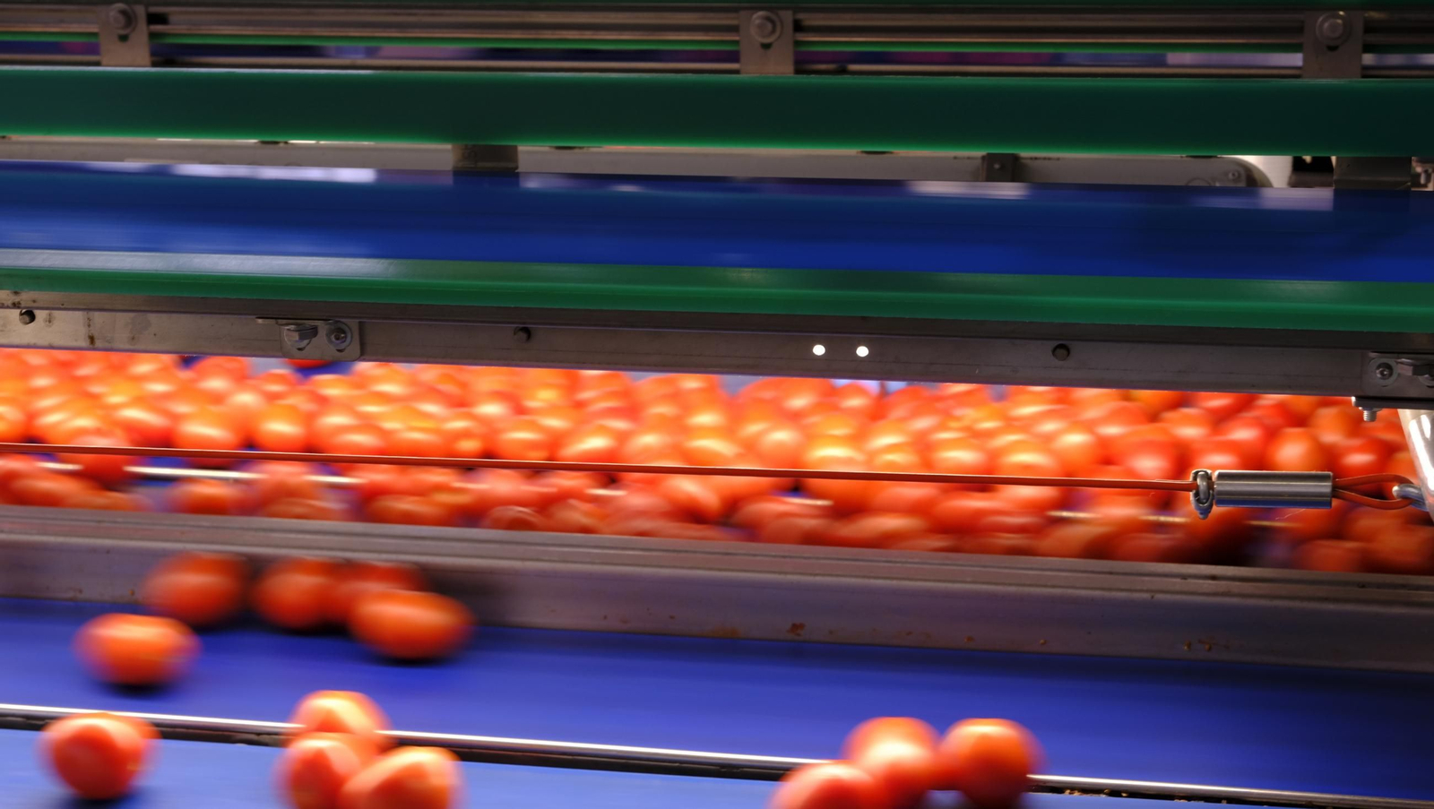 Tomates del campo almeriense para los lineales de los supermercados, en imágenes