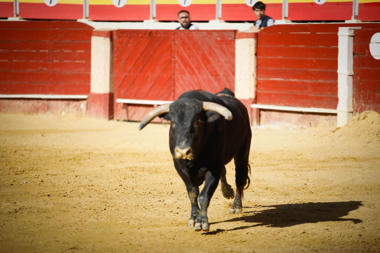 Imágenes del festival mixto lucha contra el cáncer