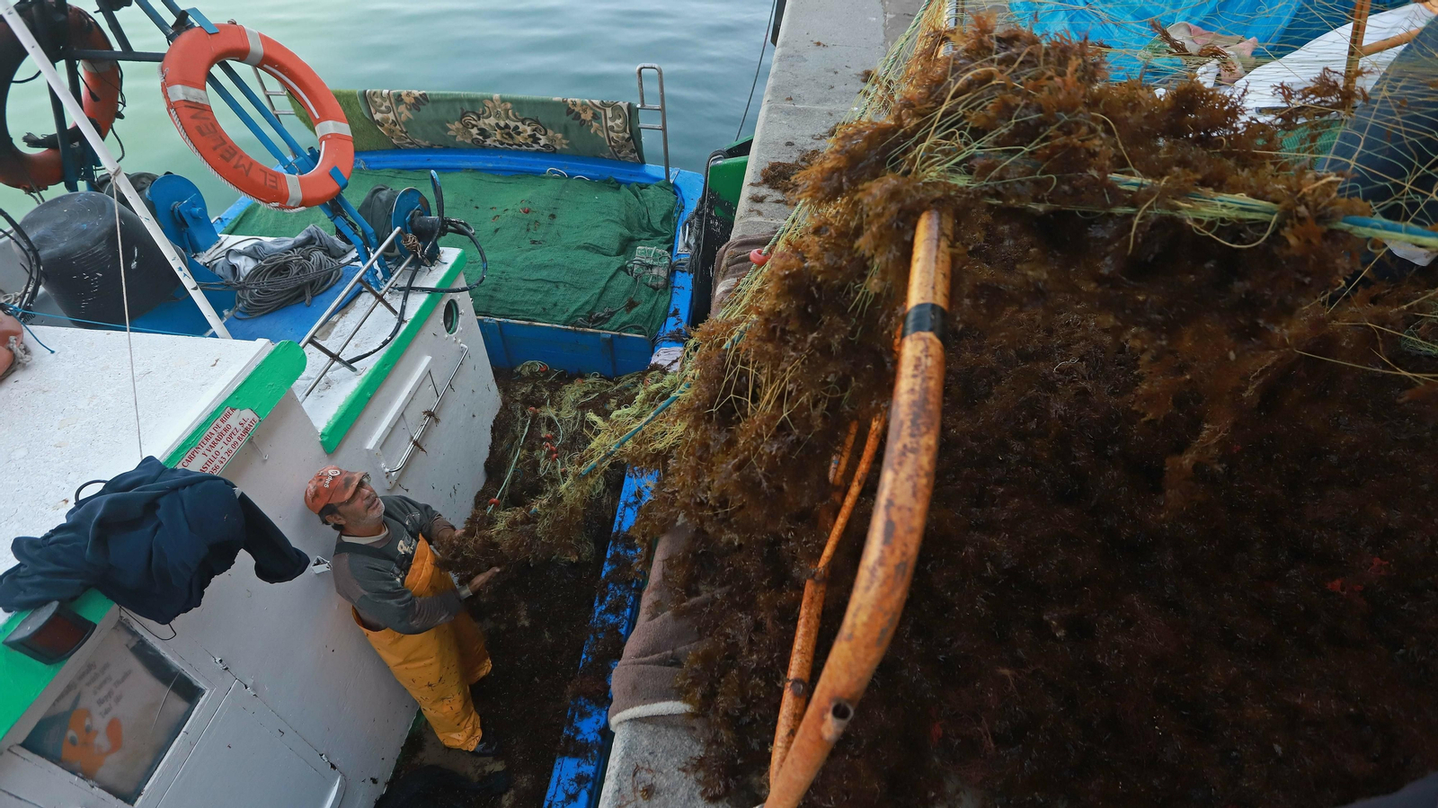 Pescadores limpian las redes de alga parda en el puerto de Algeciras.