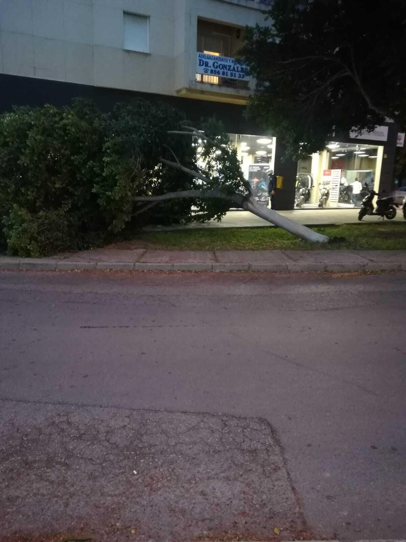 Cae un árbol en la avenida de Europa.