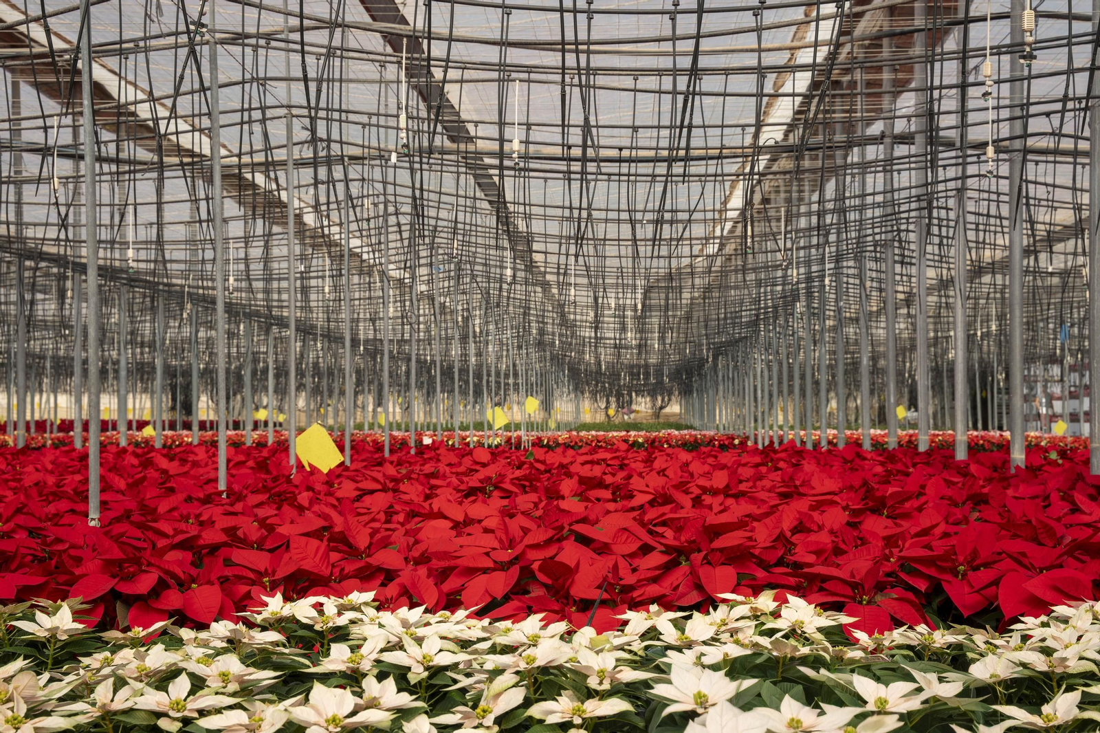 Así son las flores de pascua de SolísPlant, en imágenes