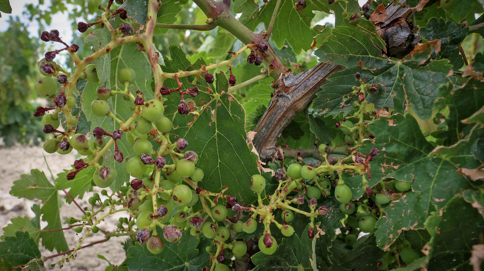 El pedrisco daña los viñedos de Trebujena