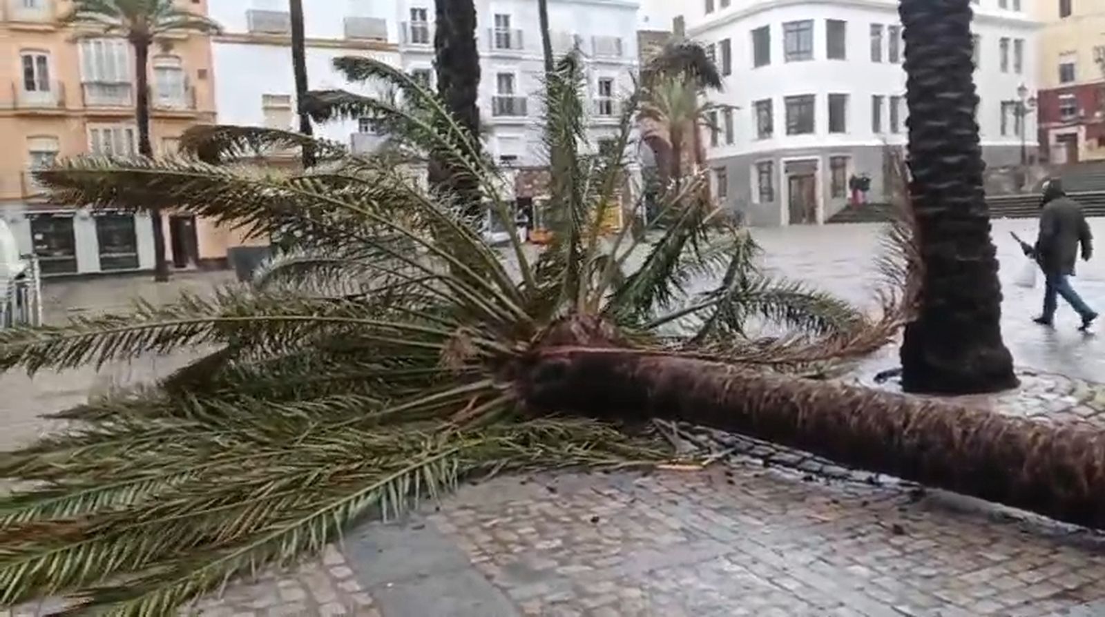 El fuerte viento de la borrasca Kristin derriba una palmera en la plaza de la Catedral de Cádiz
