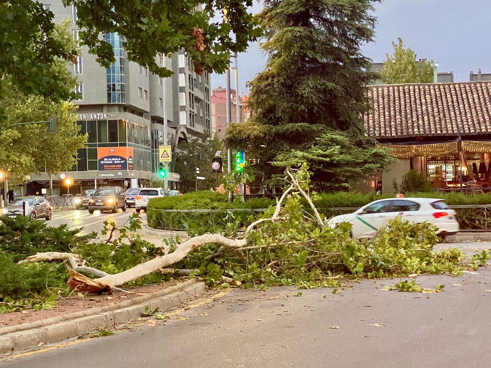 Un árbol caído en la rotonda del Palacio de Congresos de Granada a consecuencia de los vientos del domingo