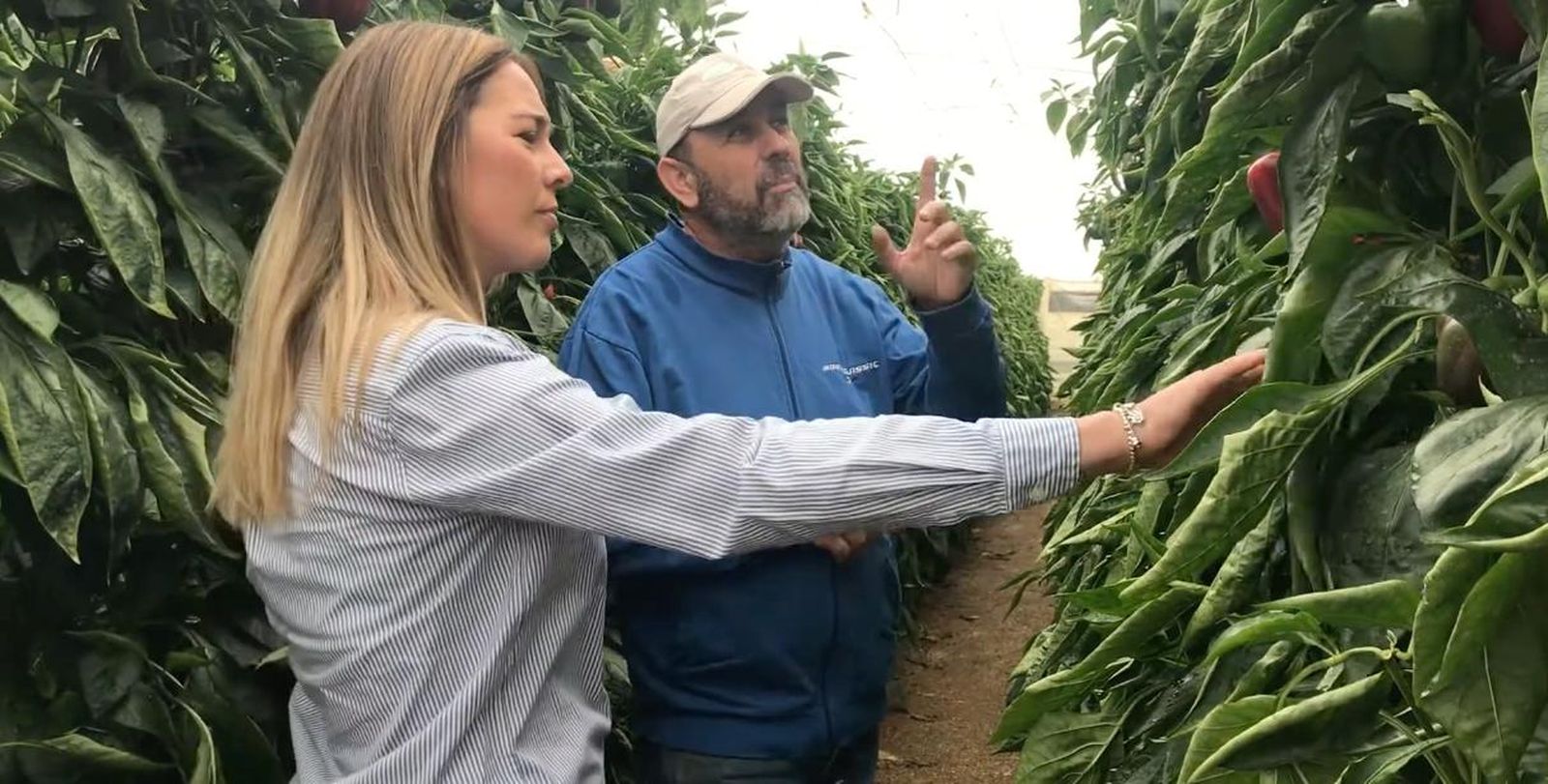 Cultivo de pimiento de Ecoculture.