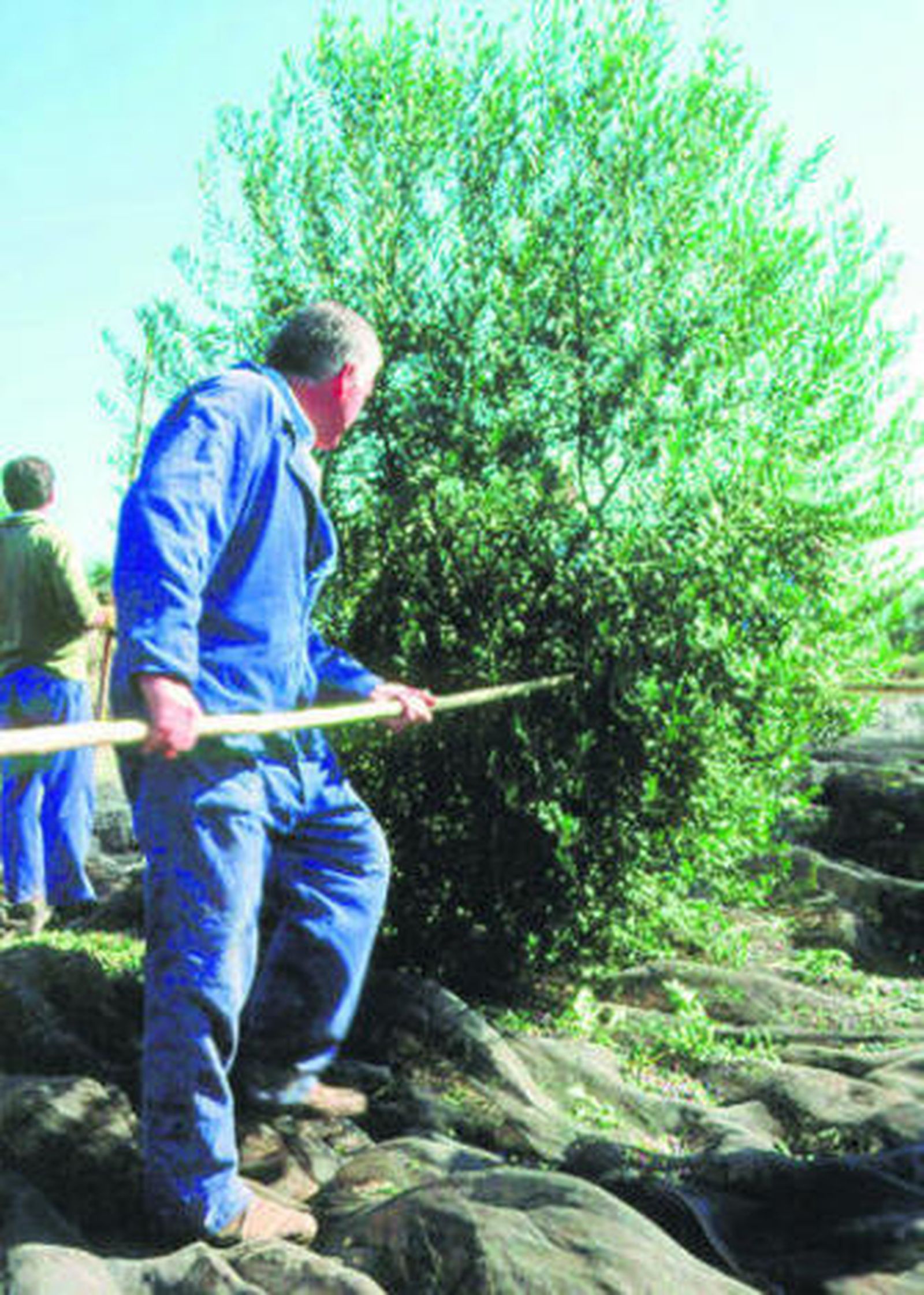 Unos temporeros trabajan en la recogida de la aceituna.