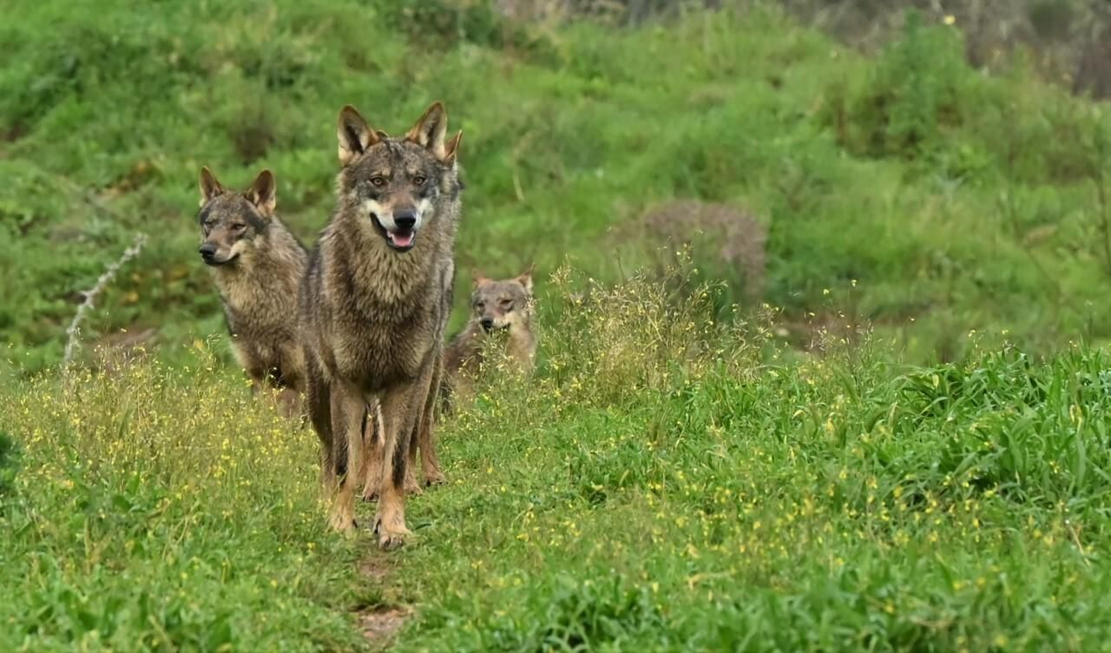 Así es la manda de 20 lobos que habita en una finca sevillana de Las Pajanosas.