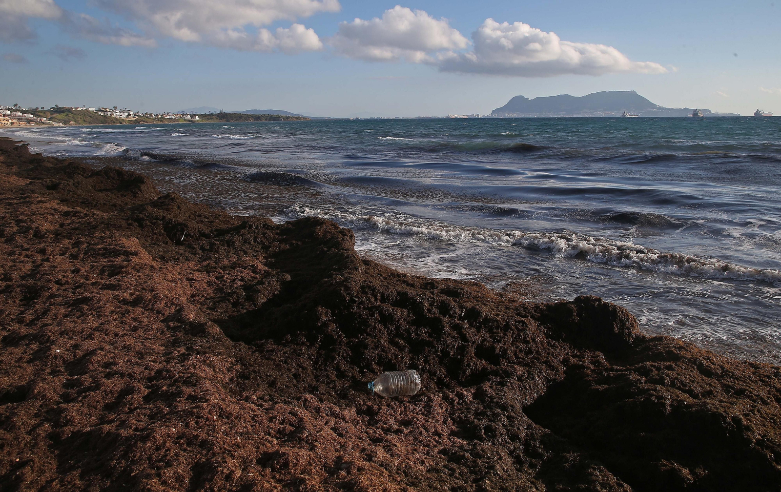 Fotos del alga invasora en la playa de Getares