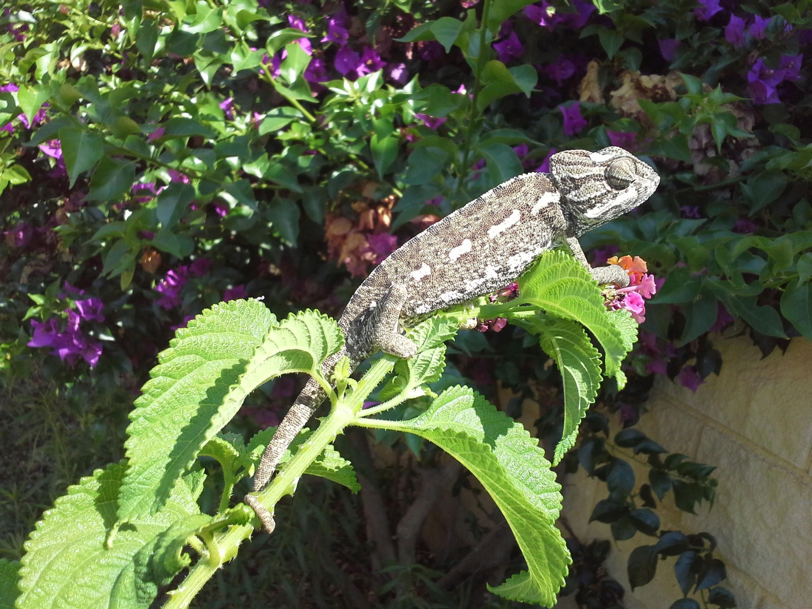 Un camaleón, fotografiado en un jardín.