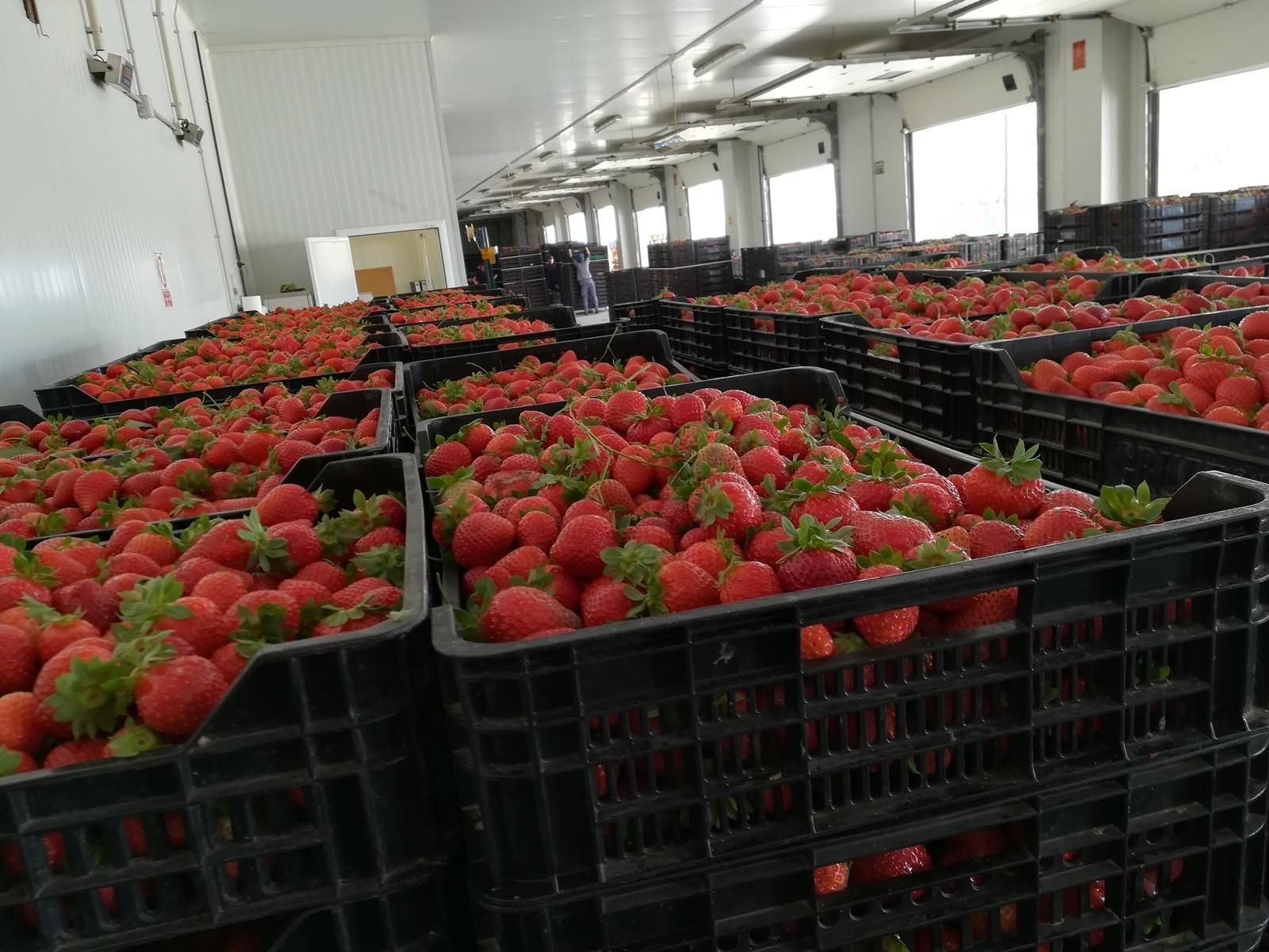 Vellsam continúa con su expansión nacional, ahora en Huelva