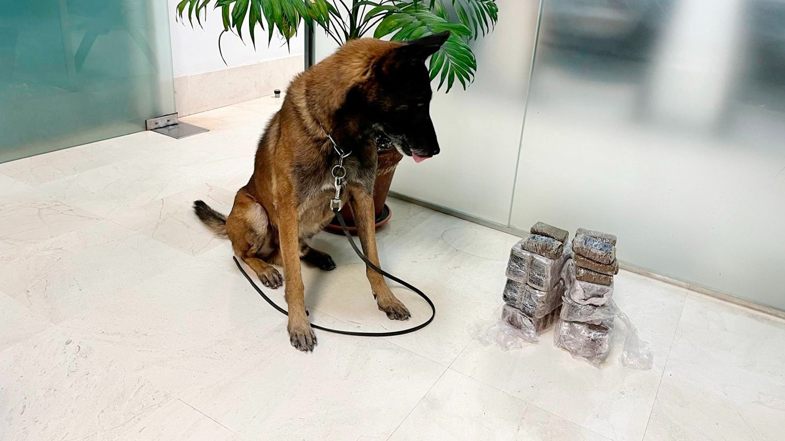 El perro policía de Antequera con la droga incautada.