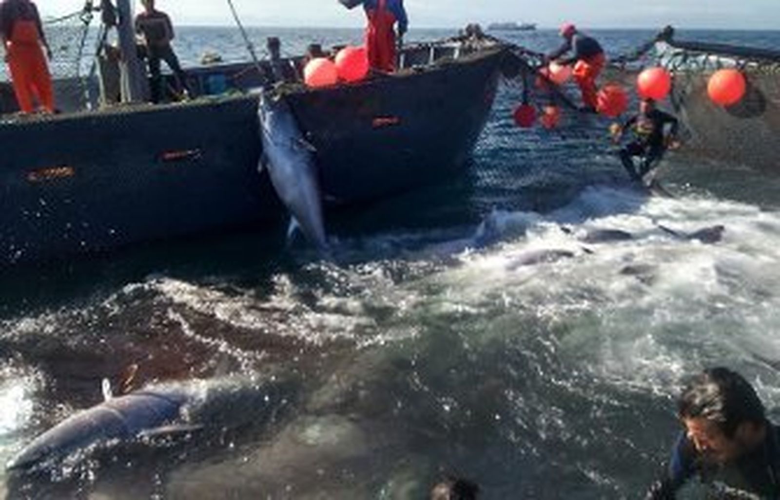 Los almadraberos de Tarifa trabajan en una levantá de atunes, esta temporada./E. S.