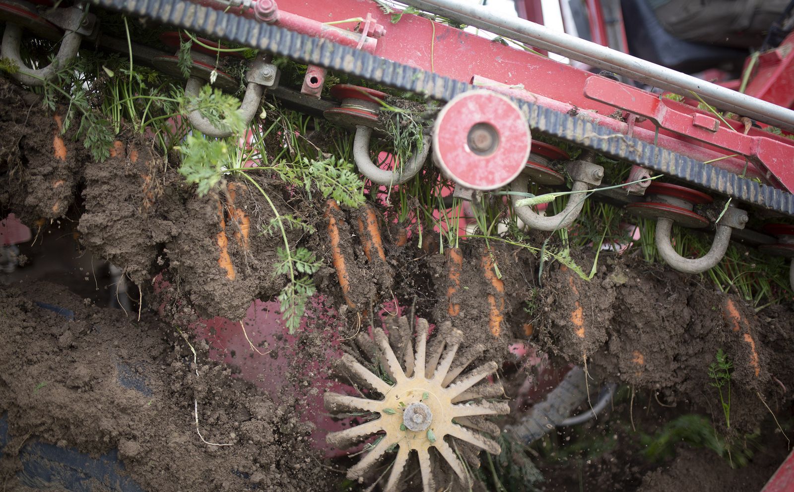 Coronavirus: de la tierra a la mesa