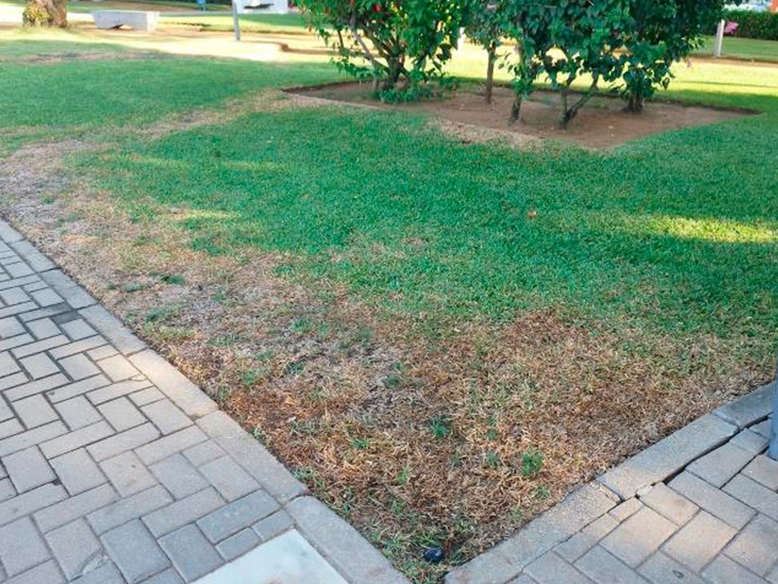 Césped afectado en Lepe.