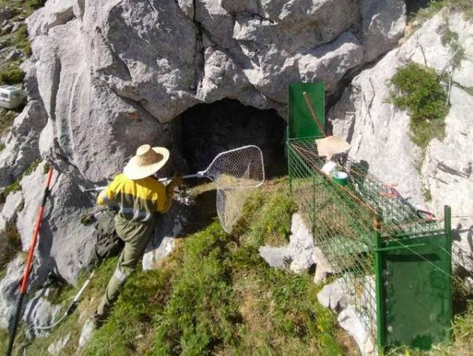 Encuentran a la osa desaparecida tras despeñarse por la montaña al pelear con un oso