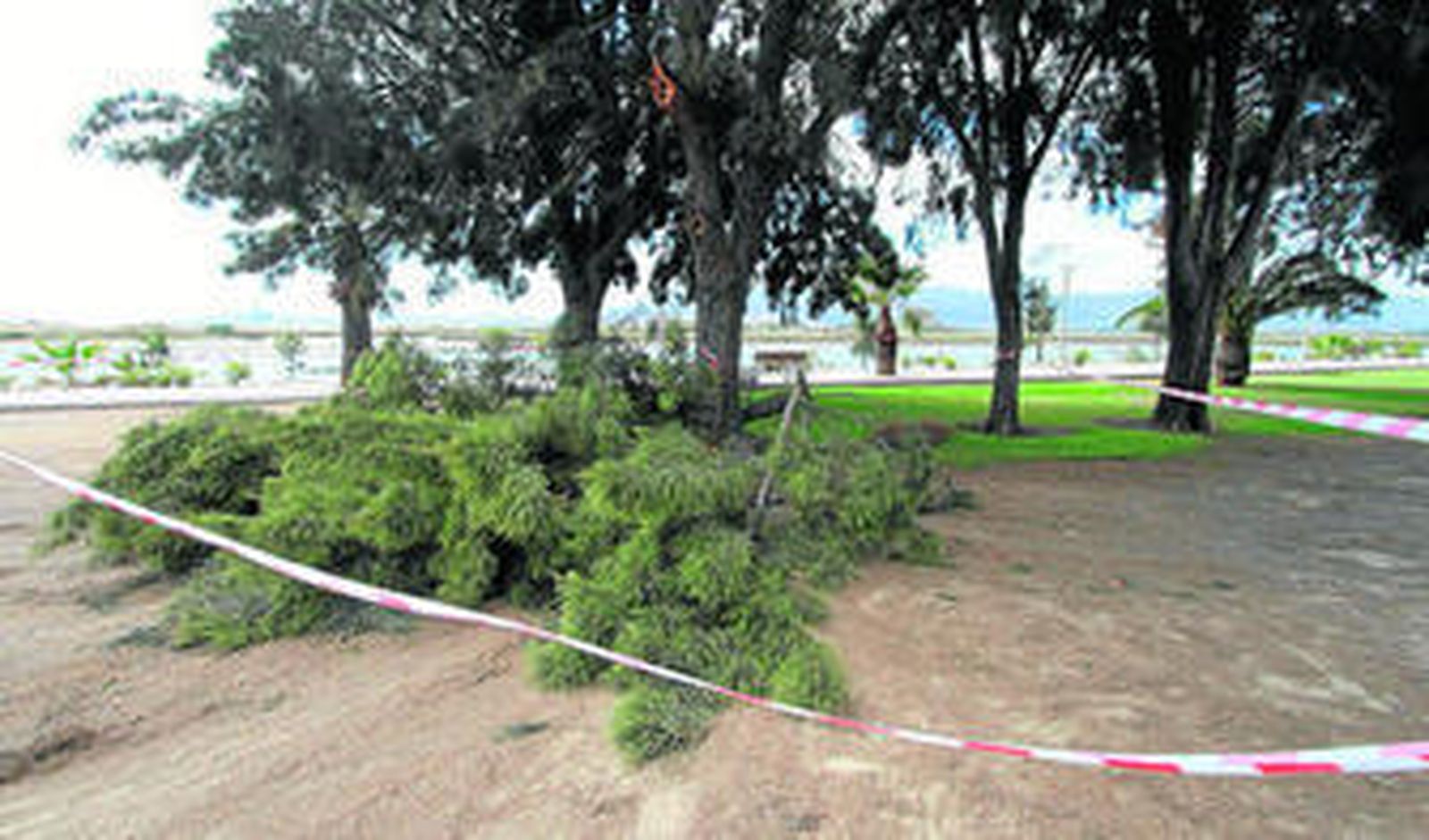 El lugar donde se produjo el accidente, en Palmones, acordonado por la Policía Local.