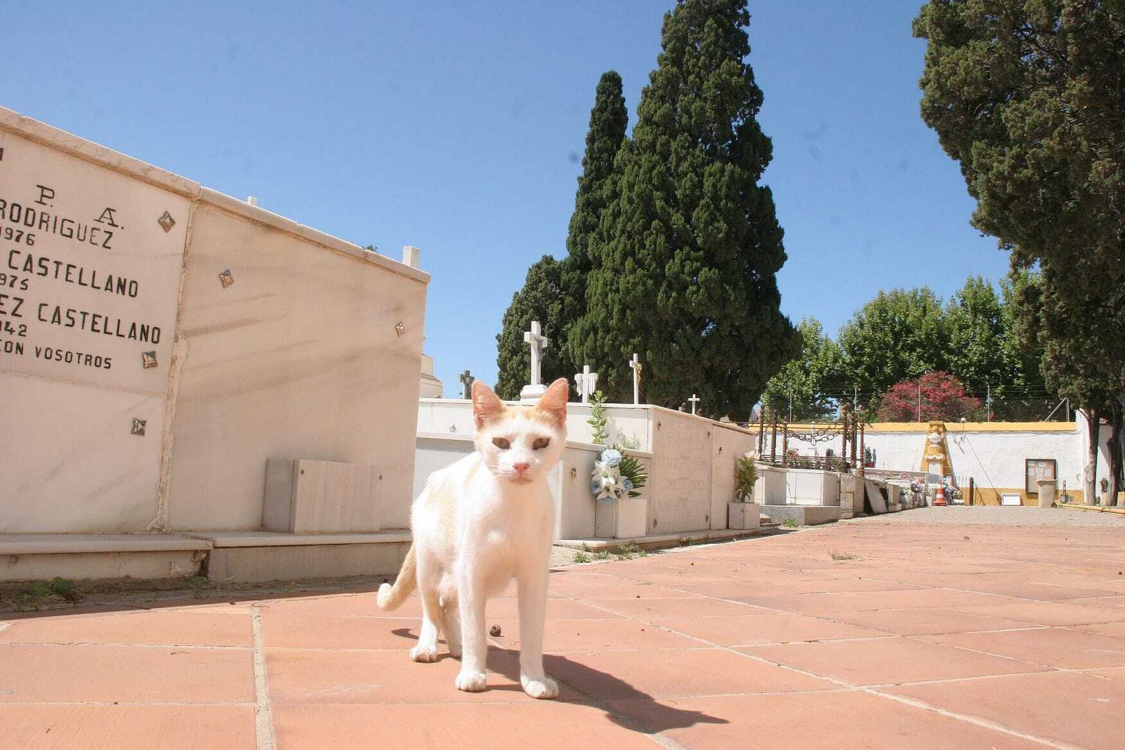 Un gato, en el cementerio municipal de El Puerto.