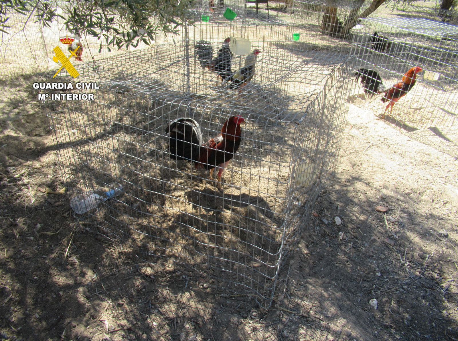 Varios de los gallos rescatados por la Guardia Civil