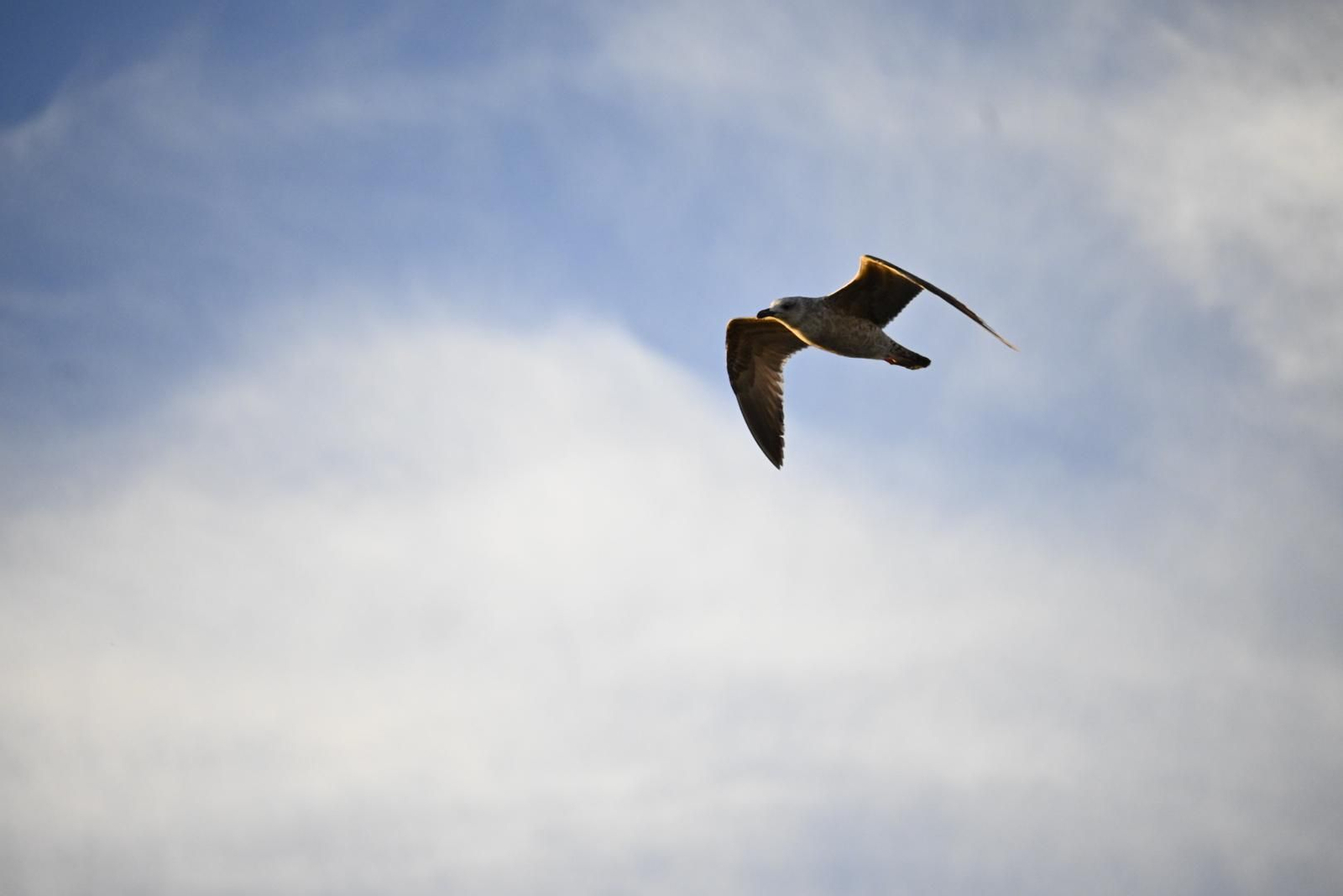 Un paseo por el Muelle del Tinto de Huelva, en imágenes