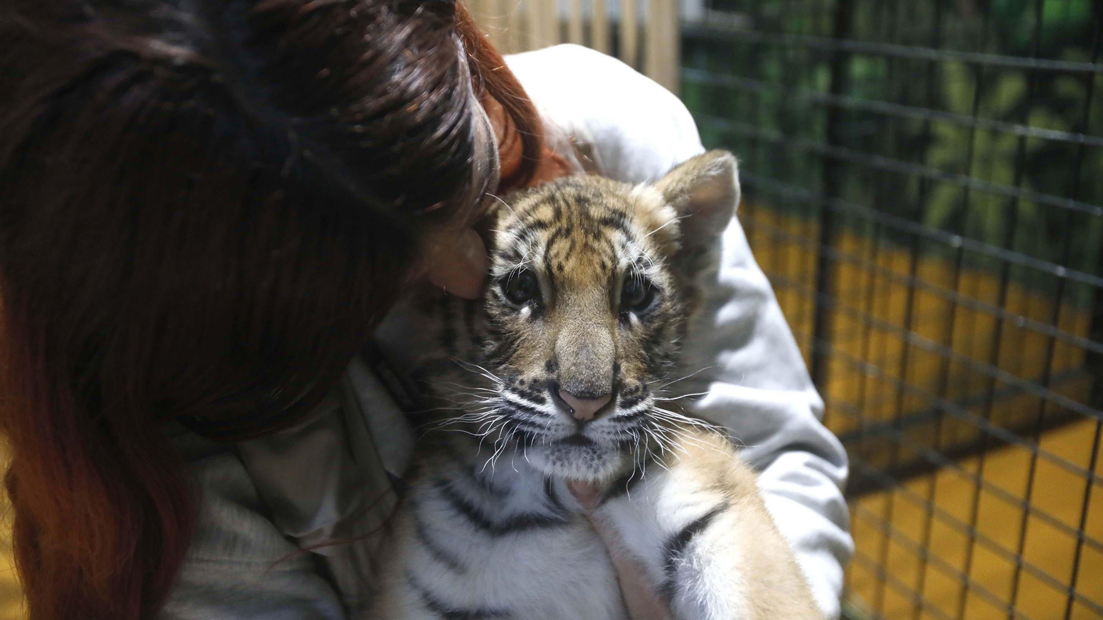 Las fotos del tigre de bengala, en la reserva "La pequeña África"