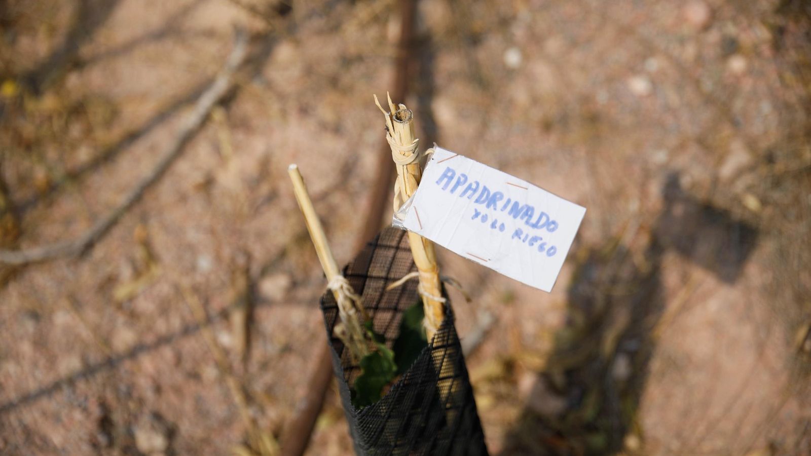 Uno de los ejemplares ‘apadrinados’ que los voluntarios, en colaboración con Serbal y la Universidad, han estado plantando para mayor riqueza del Cordel.