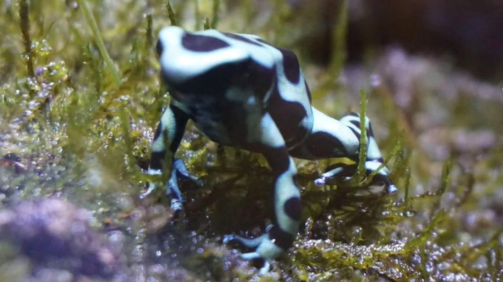 Anfibios en el Acuario de Sevilla