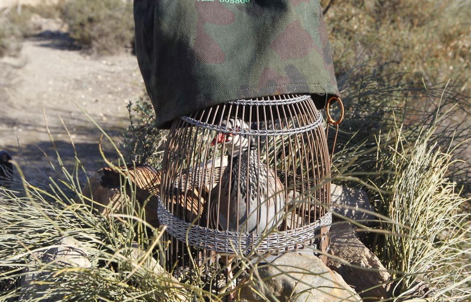 Perdiz macho, habitualmente usada como reclamo, en una imagen de archivo