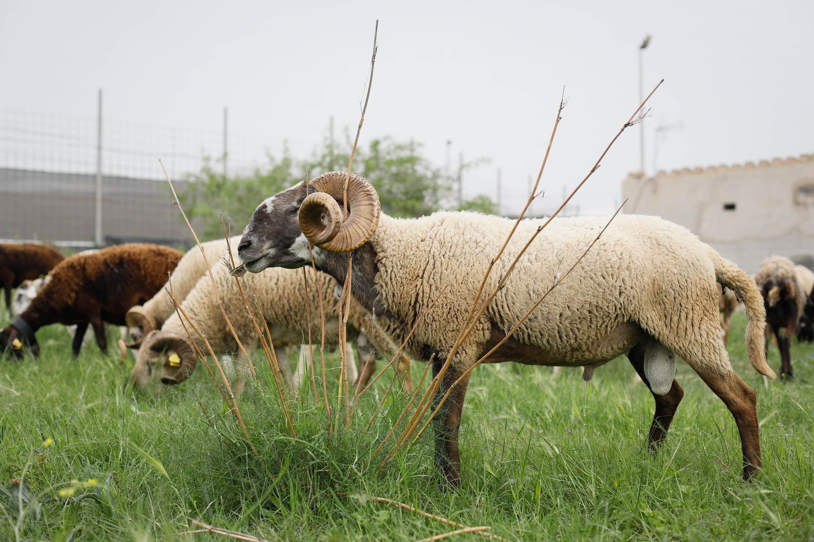 Galería de la Feria  de ganado en Tarambana