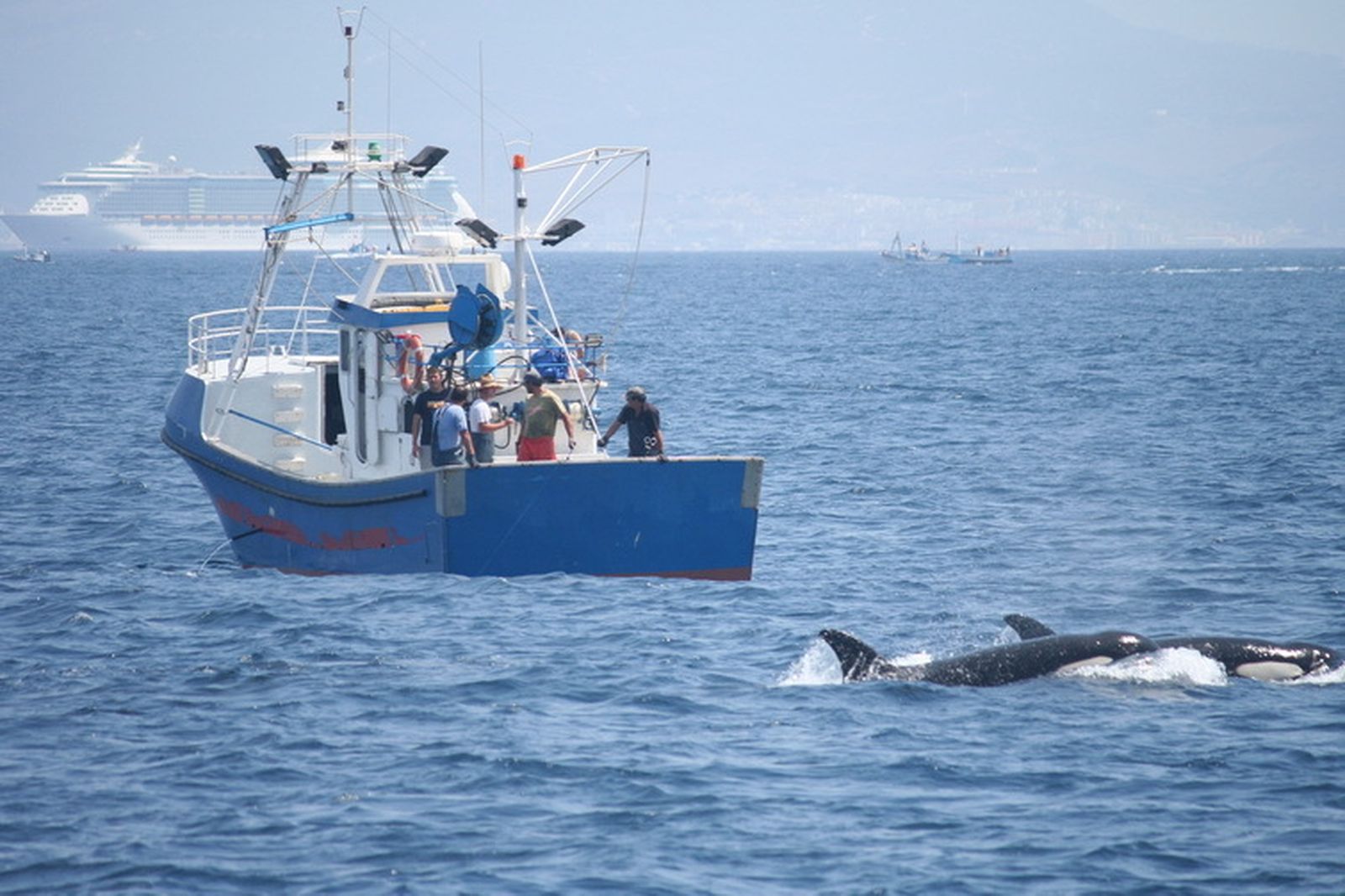 Un grupo de orcas en el Estrecho de Gibraltar.