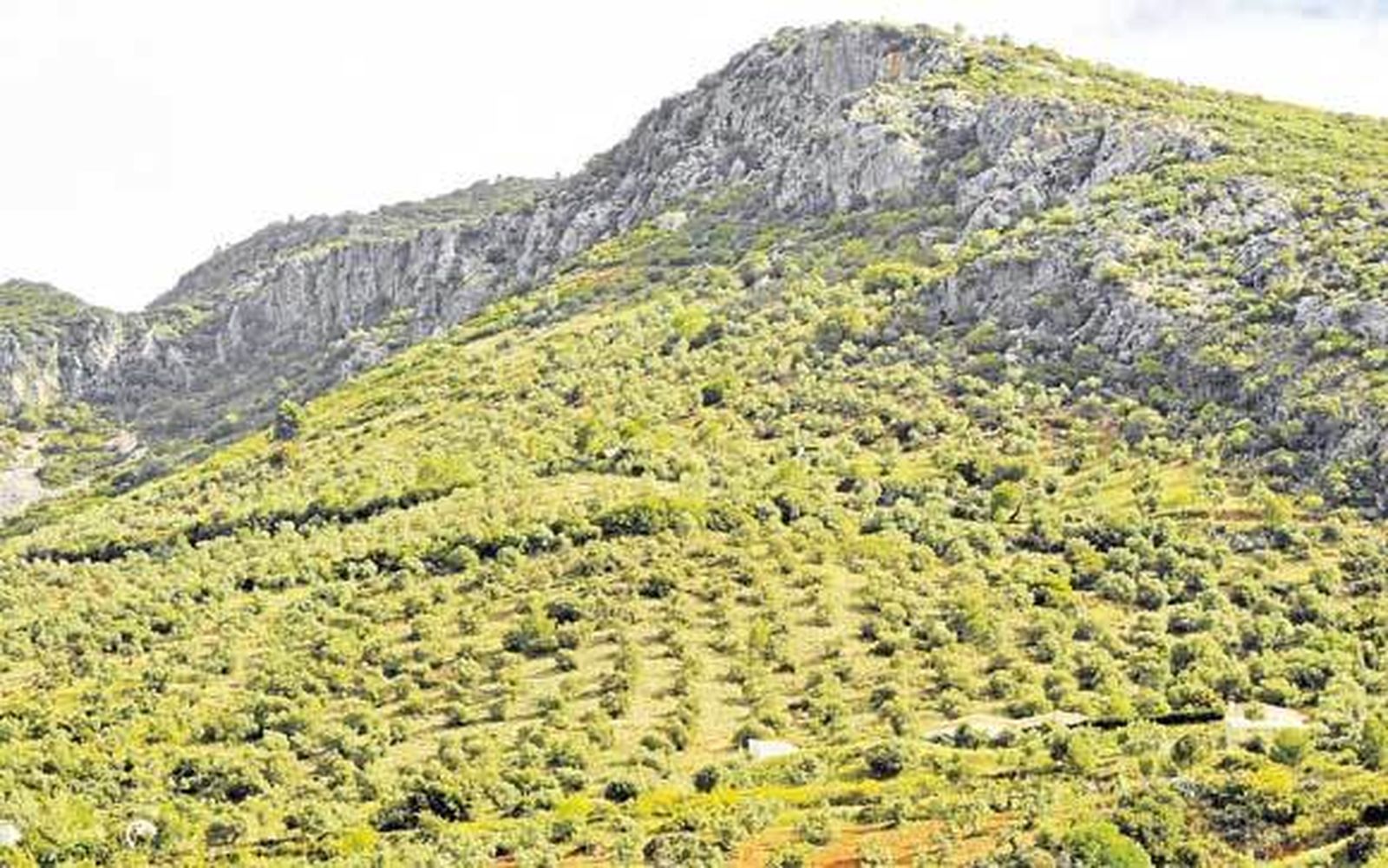 Vista de uno de los cerros que rodean a Algodonales, cuajado de pequeñas explotaciones familiares de olivar de montaña. /Ramón Aguilar