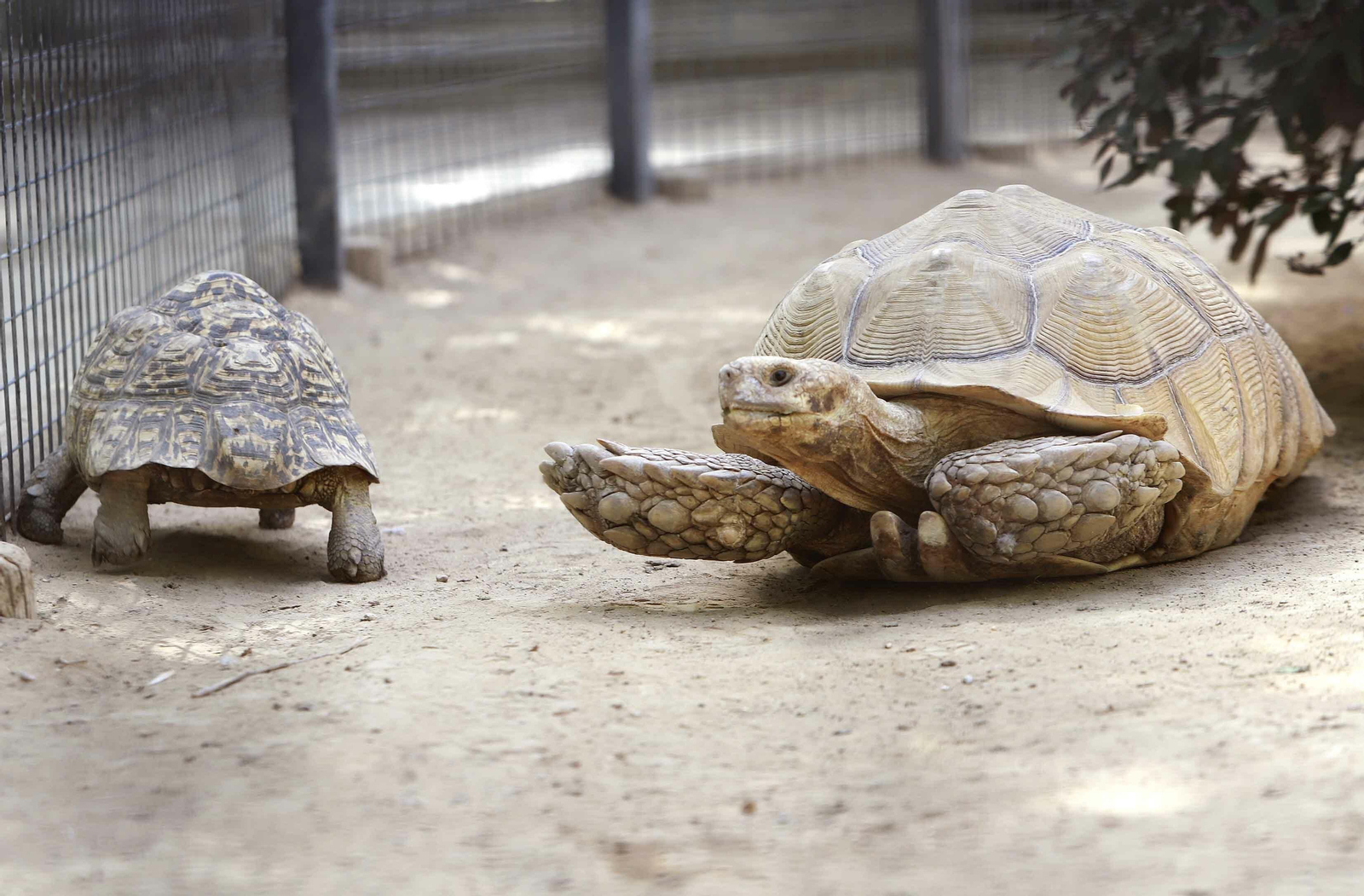 Los animales más viejos del Zoobotánico