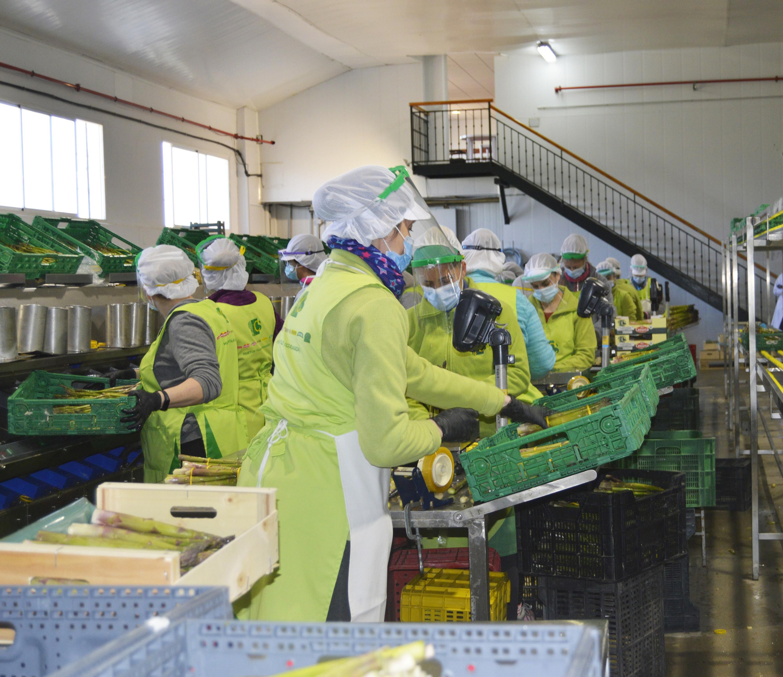 Operarios trabajando en una planta de envasado de espárragos.