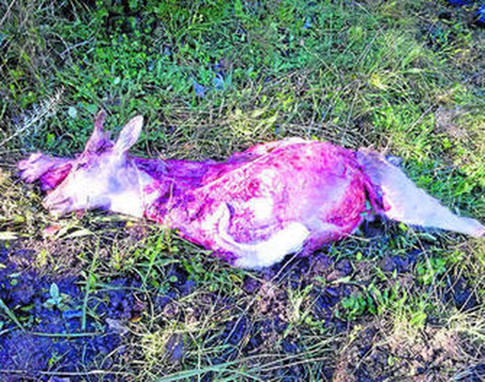 Una de las piezas intervenidas por la Guardia Civil, cuya carne ha sido donada a un comedor benéfico.