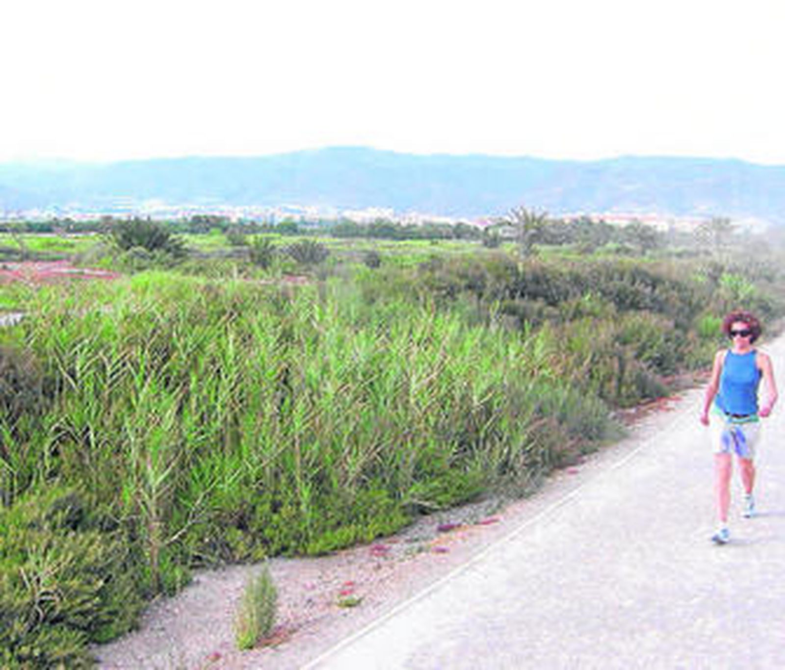 La zona ha experimentado un considerable aumento de vegetación.