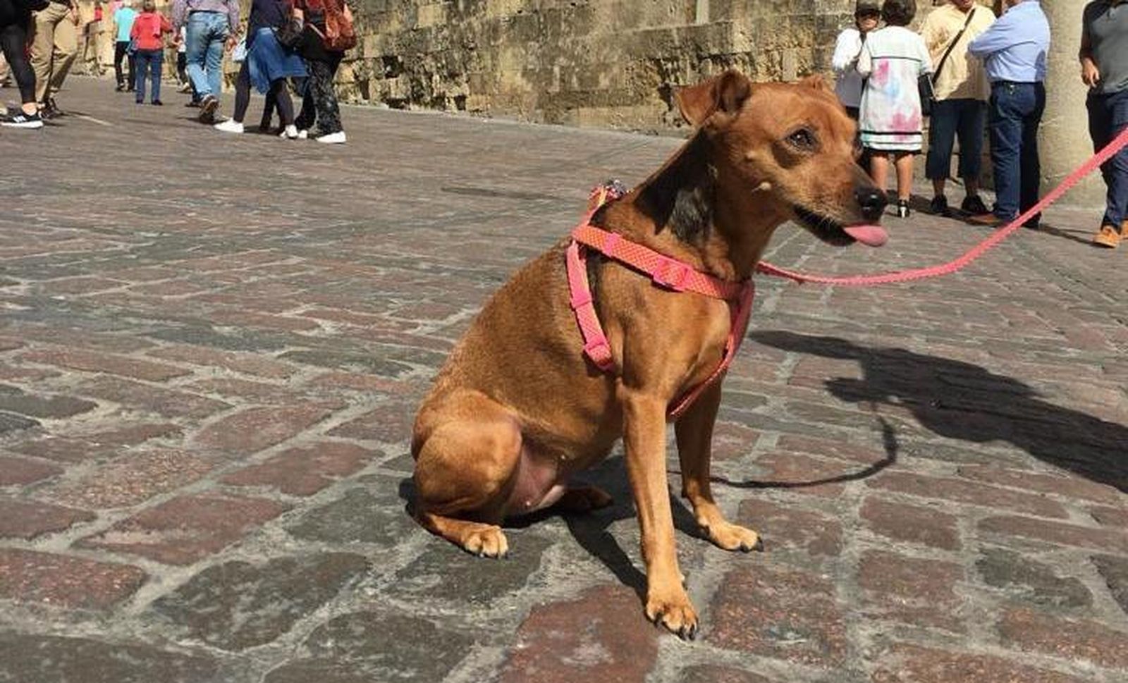 Una perra Pinscher en los alrededores de la Mezquita.