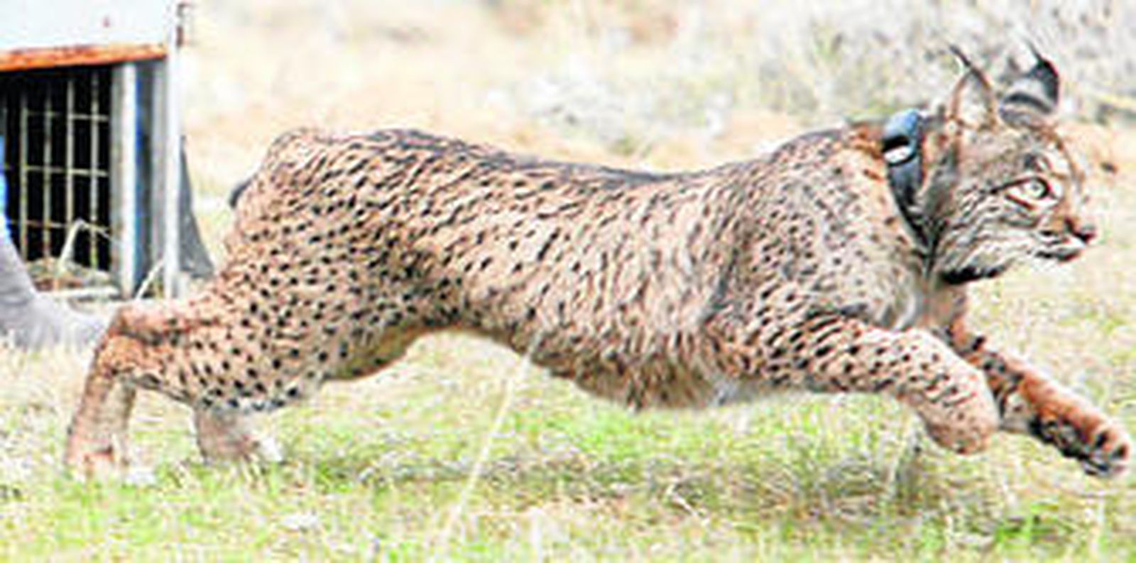 El primer lince que se soltó el pasado 14 de diciembre en una finca del término de Villafranca.