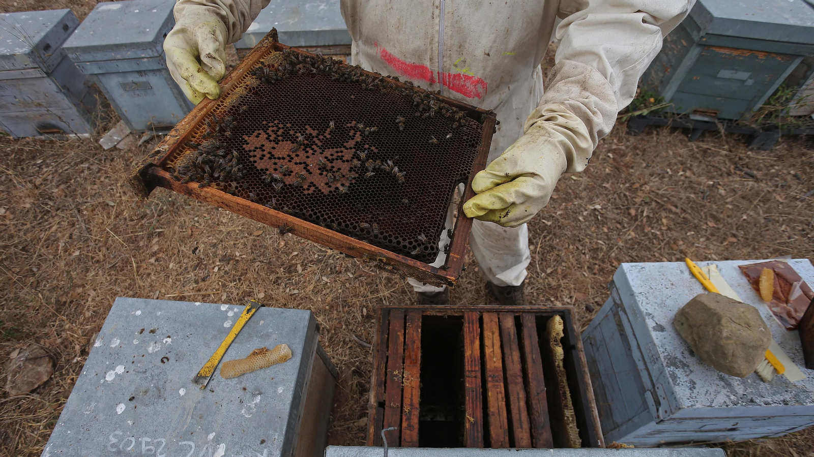 El arte de la apicultura en Los Barrios