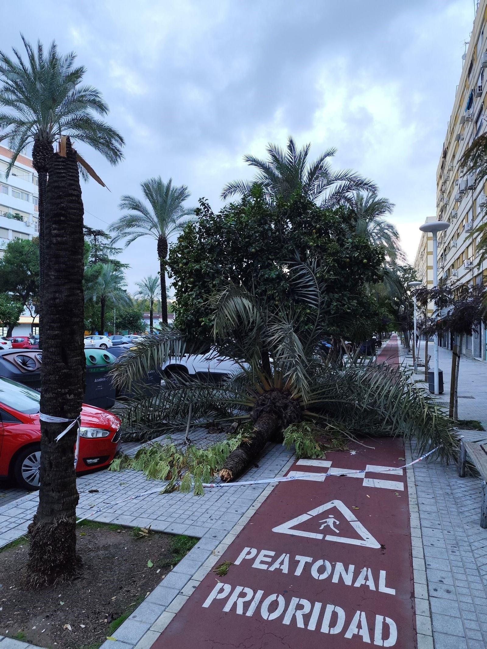 El rastro que deja la borrasca Claudia en Córdoba: anegaciones, árboles caídos y destrozos