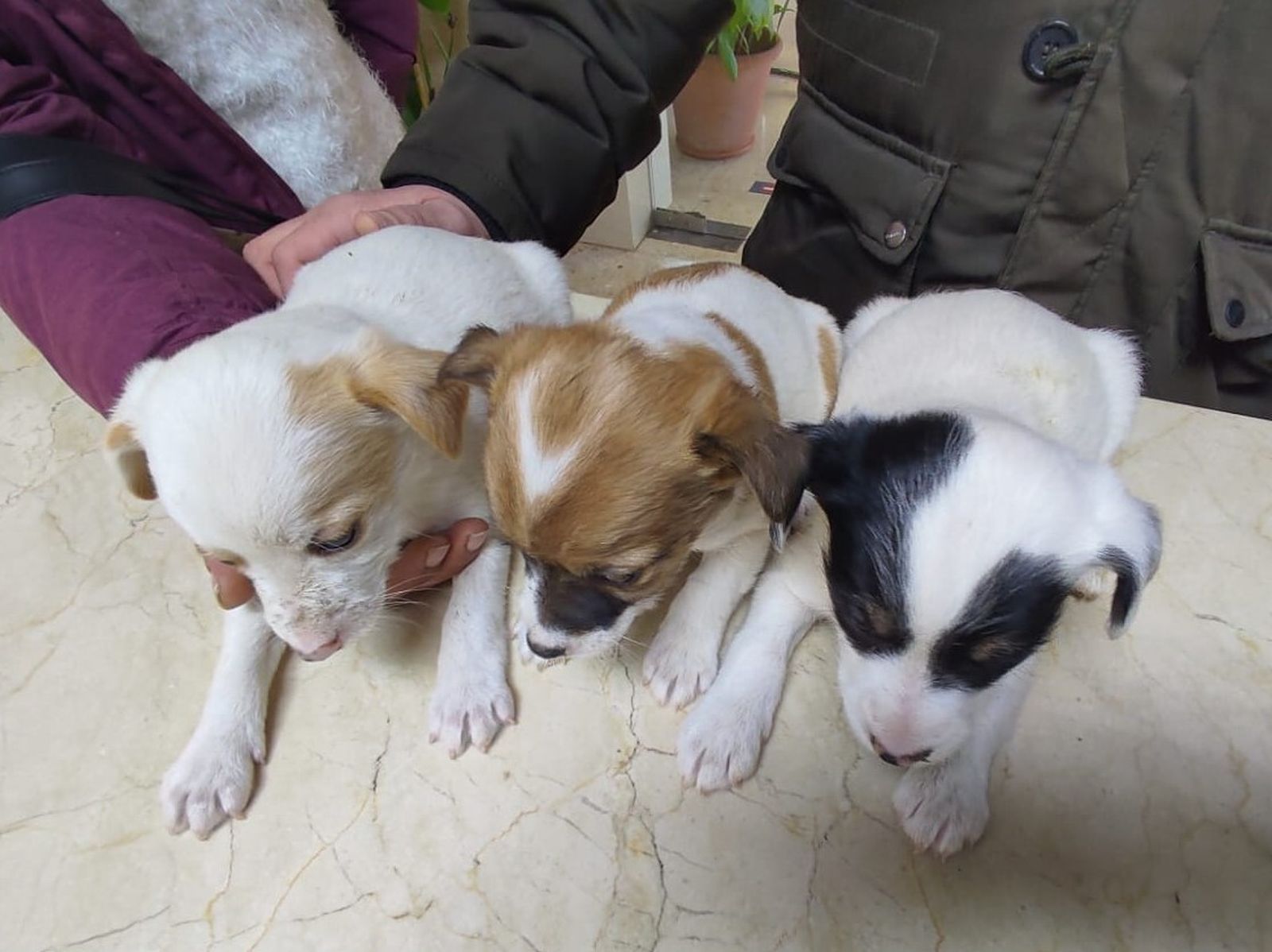Perros de una camada entregados a las protectoras.