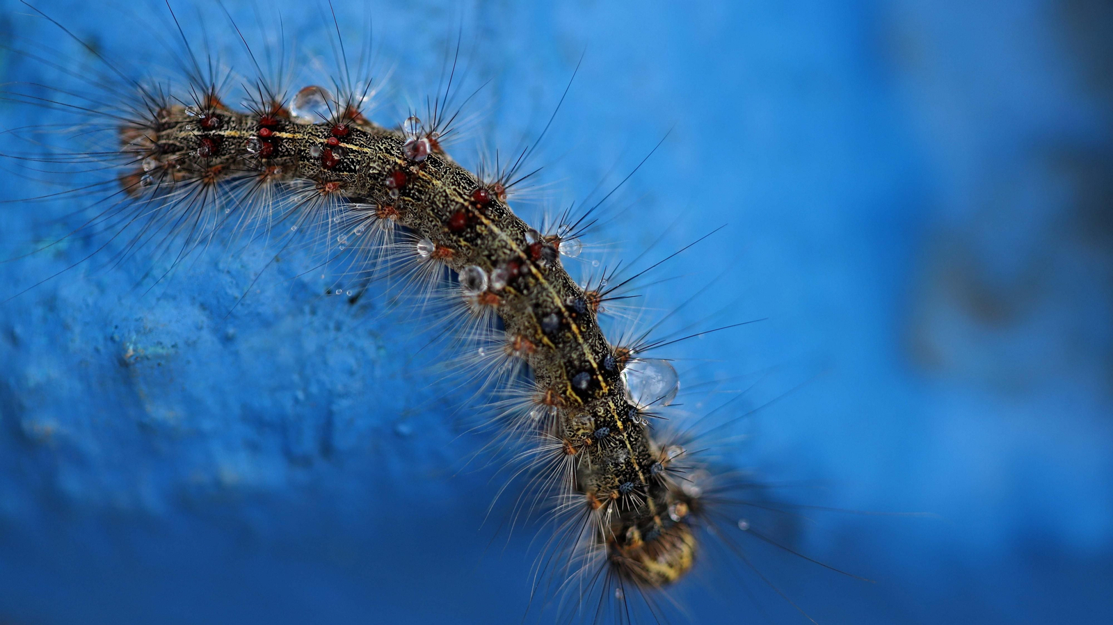 Brote de lagarta peluda en Pelayo