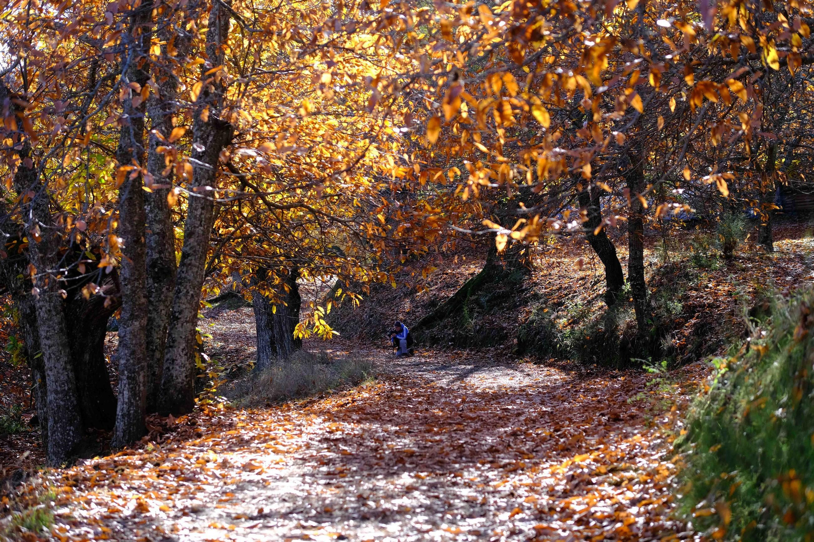 El Bosque de Cobre, en imágenes