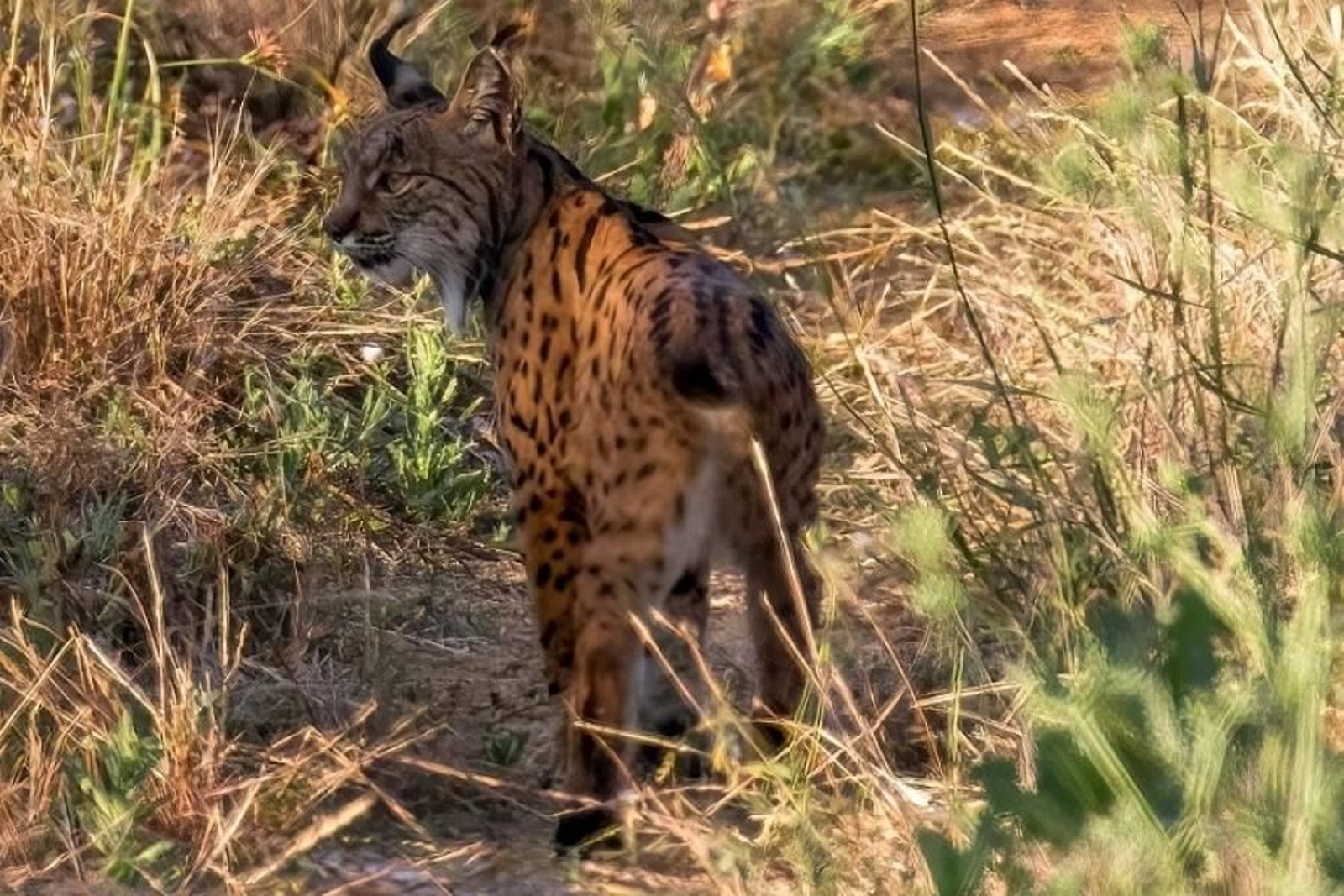 Un lince ibérico. Un lince ibérico.