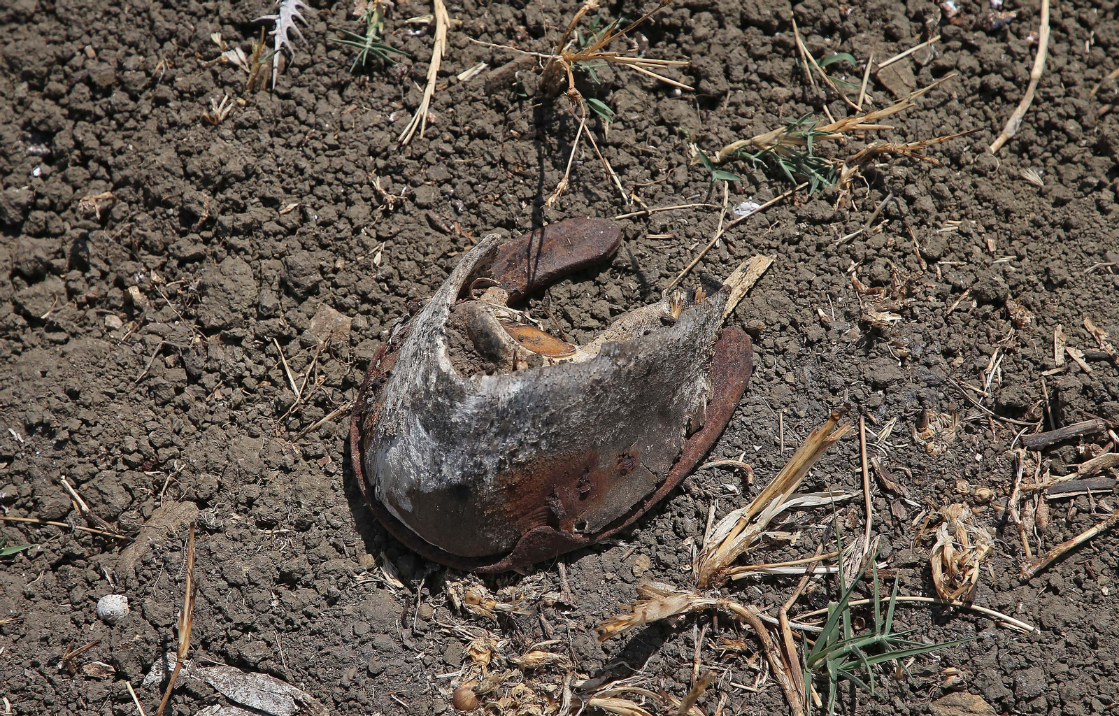 El cementerio ilegal de caballos de Algeciras, en imágenes