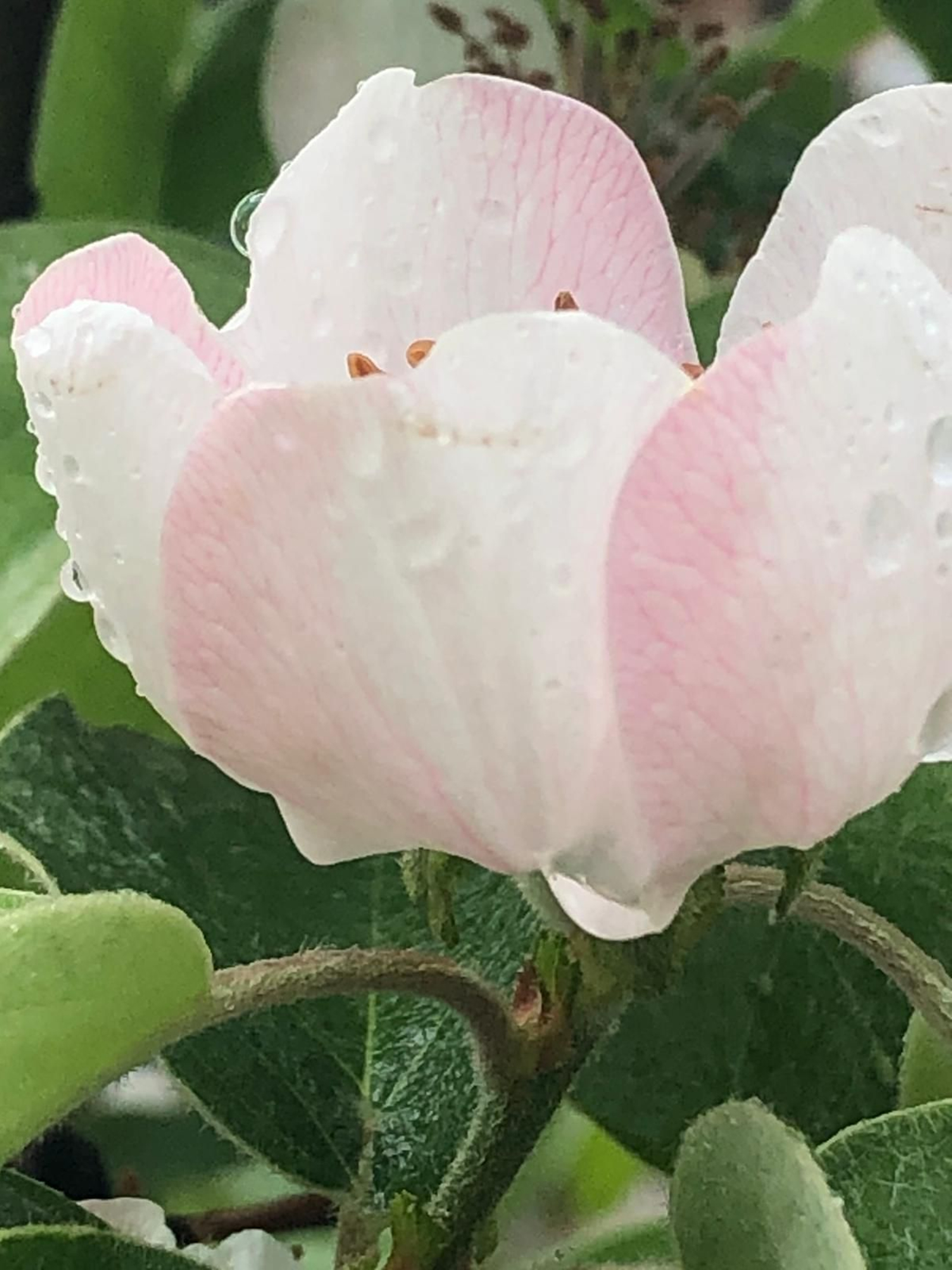 Las fotografías de la primavera en la Campiña de Córdoba