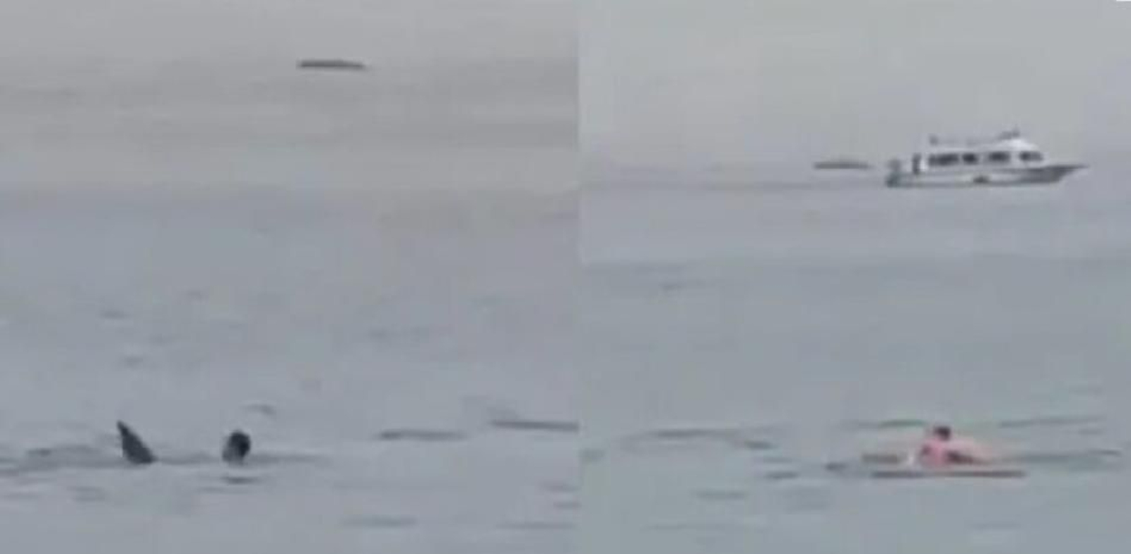 Un grupo de personas matan al tiburón que devoró a un turista de 23 años en Egipto